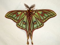 Palometa: Graellsia isabellae